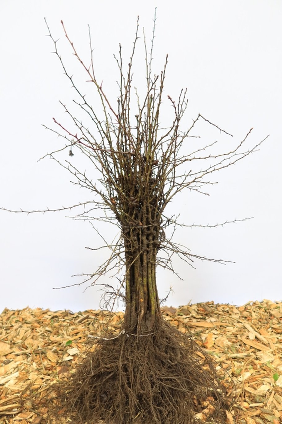 Crataegus monogyna - 40-60 CM bare root 1/1